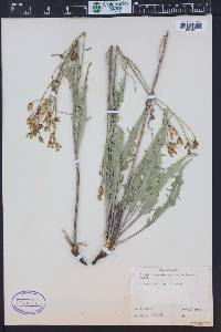 Crepis acuminata image