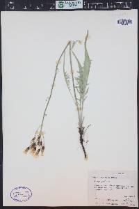 Crepis acuminata image