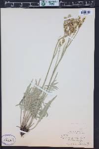 Crepis acuminata image