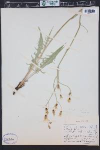 Crepis acuminata image