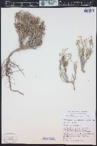 Eriogonum contortum image