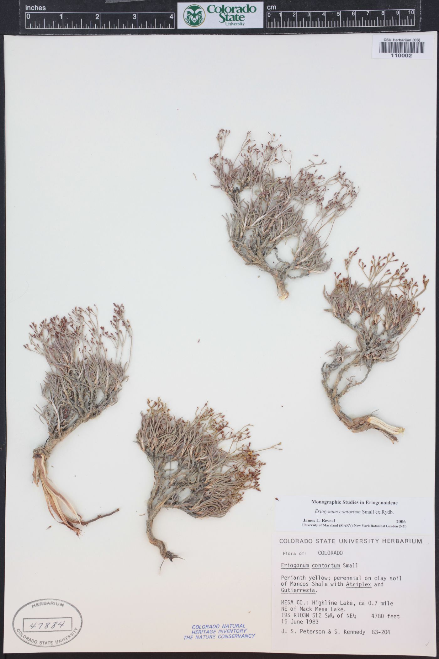 Eriogonum contortum image