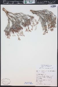 Eriogonum contortum image