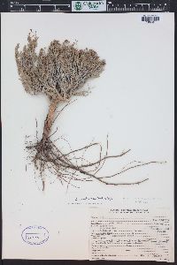 Eriogonum contortum image