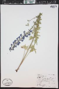 Delphinium ramosum image