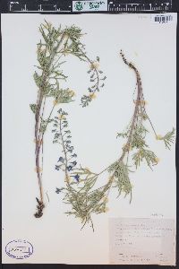 Delphinium ramosum image