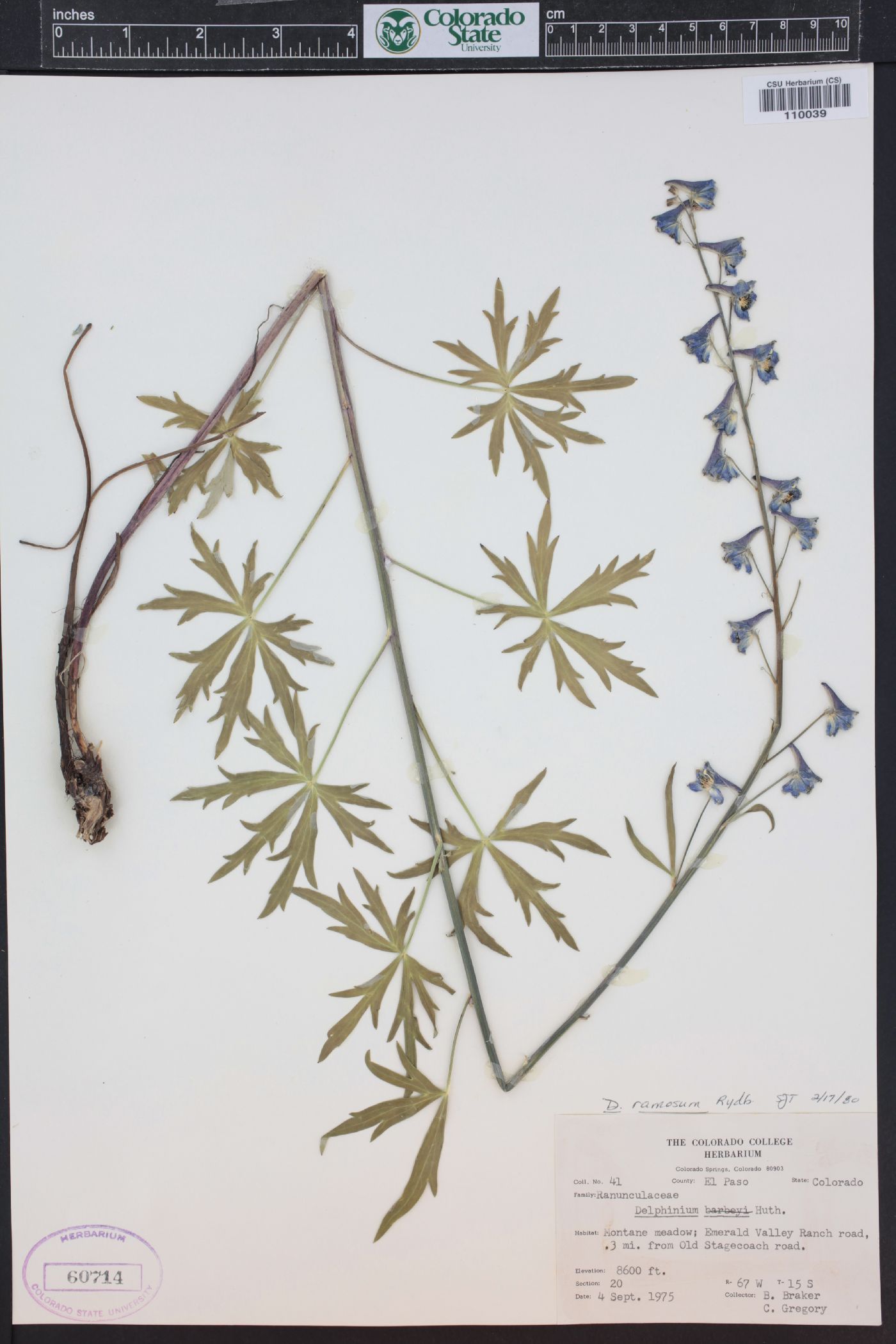 Delphinium ramosum image