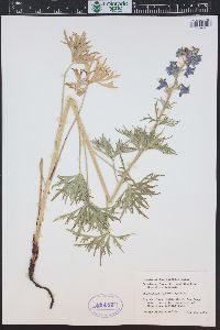 Delphinium ramosum image