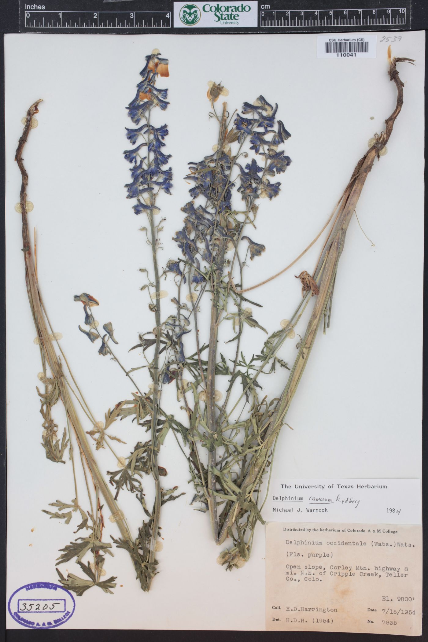 Delphinium ramosum image