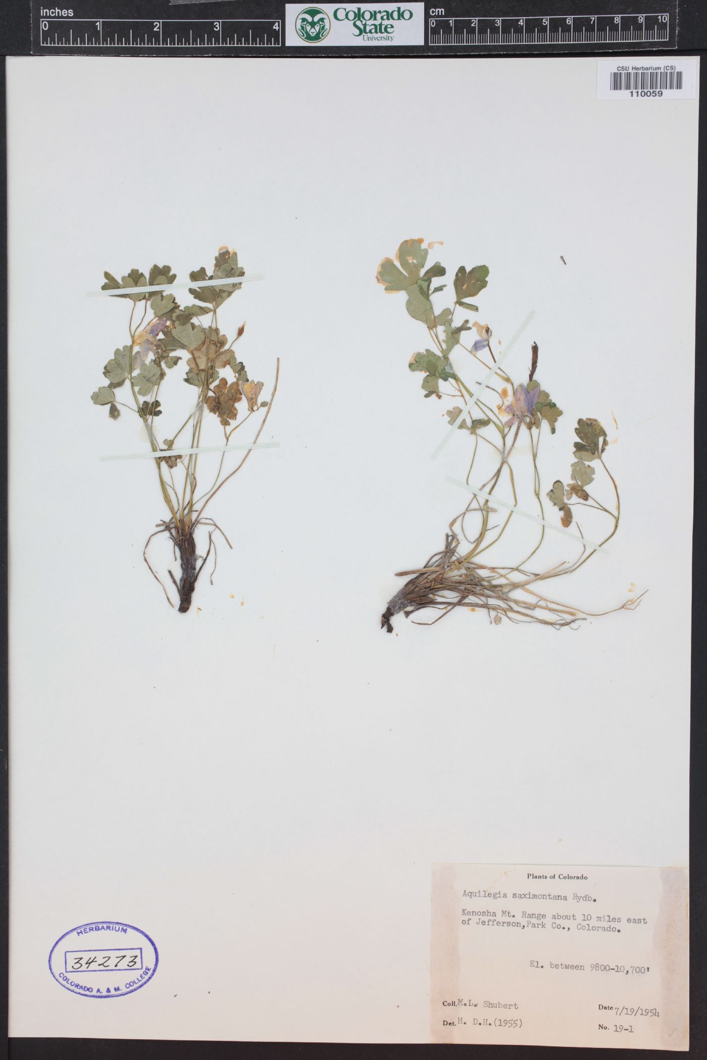 Aquilegia saximontana image