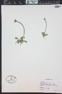 Primula egaliksensis image