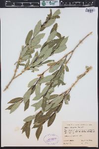 Salix serissima image