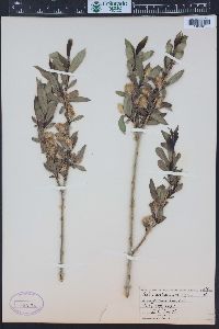 Salix serissima image