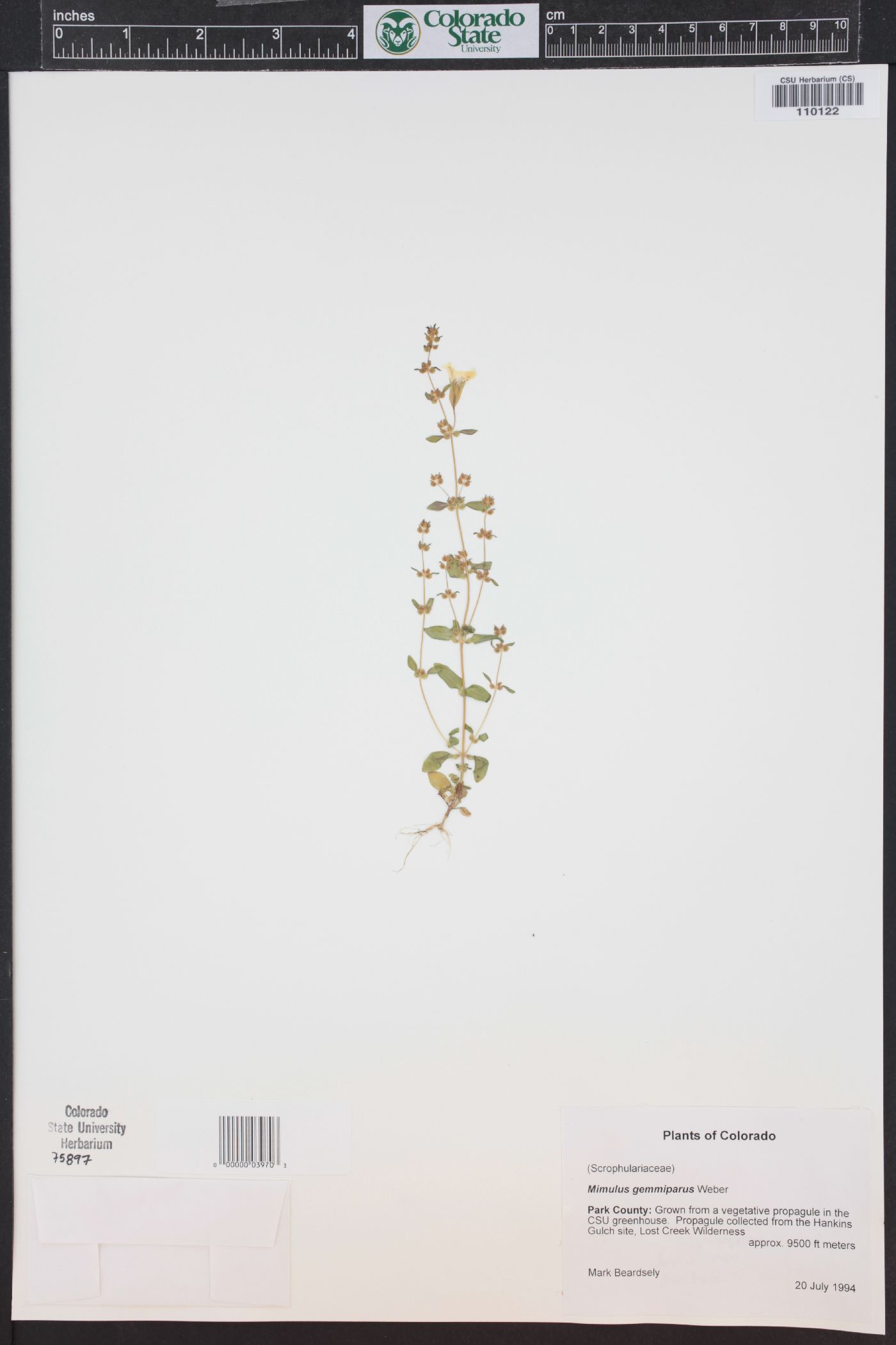Erythranthe gemmipara image