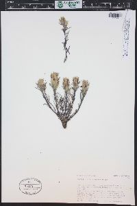 Castilleja puberula image