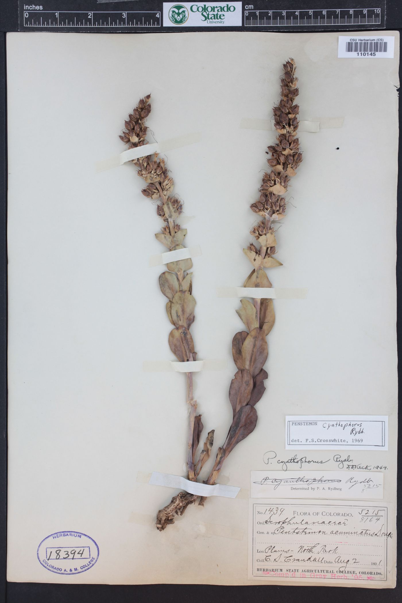 Penstemon cyathophorus image
