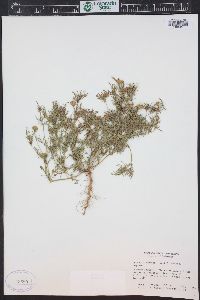 Dyssodia papposa image