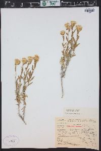 Ericameria discoidea image