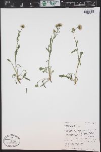 Erigeron acris image