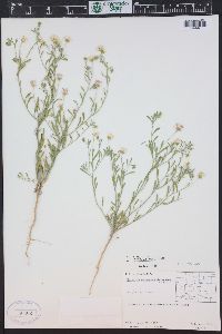 Erigeron bellidiastrum image