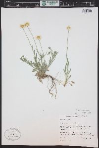 Erigeron tracyi image