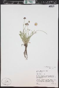 Erigeron tracyi image