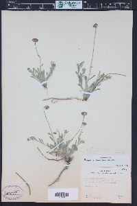 Erigeron tracyi image