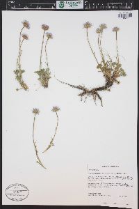 Erigeron compositus image