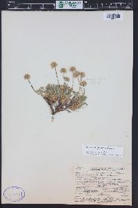 Erigeron compositus image