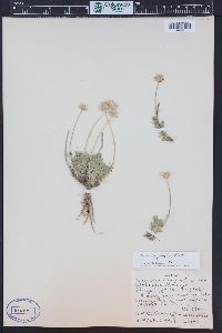 Erigeron compositus image