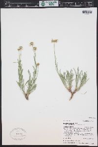 Erigeron concinnus image