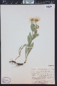 Erigeron coulteri image