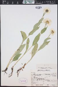 Erigeron coulteri image