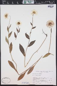 Erigeron coulteri image