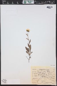 Erigeron coulteri image