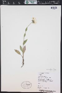 Erigeron coulteri image