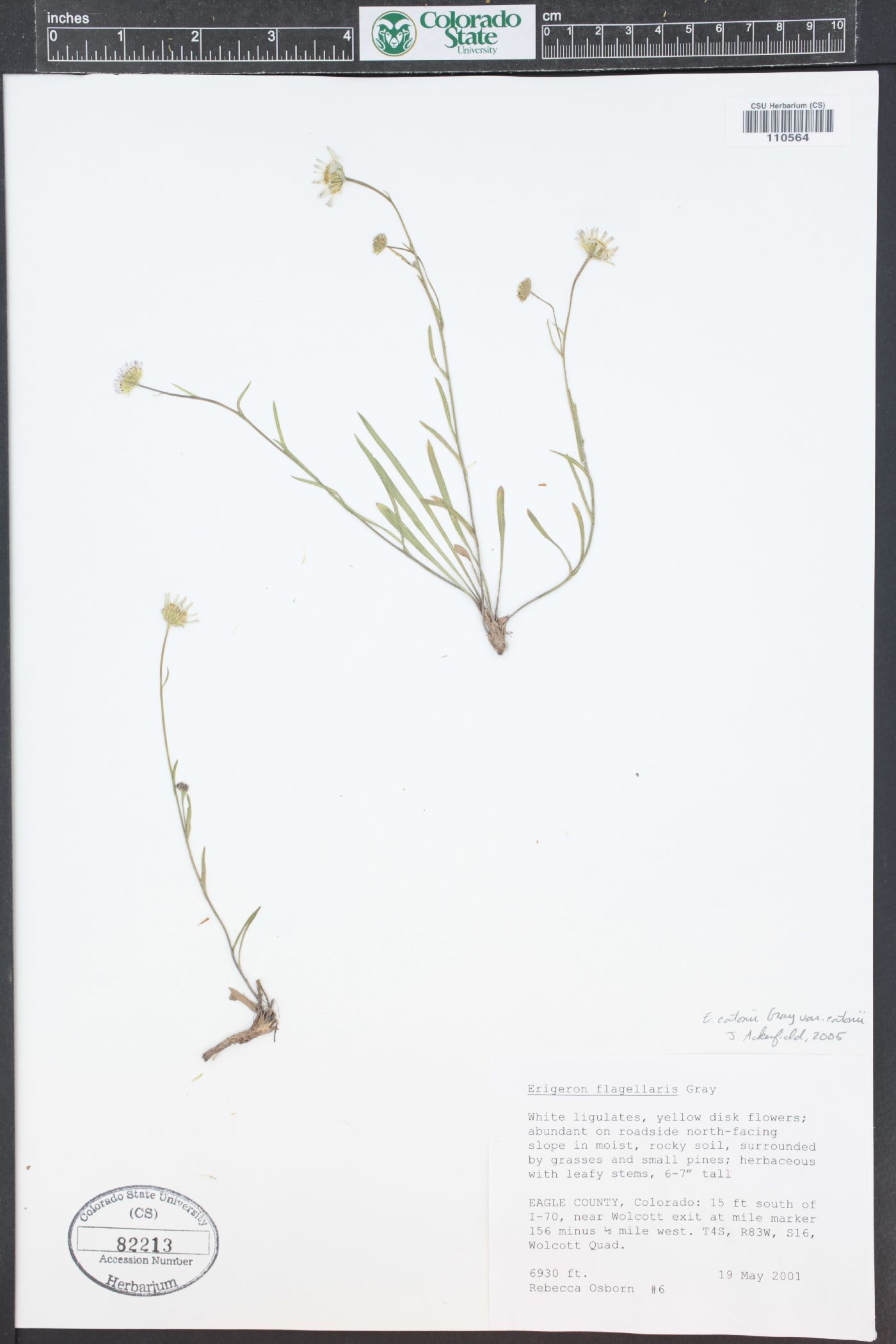 Erigeron eatonii image