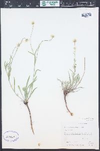 Erigeron eatonii image