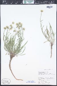 Erigeron eatonii image