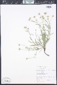 Erigeron eatonii image