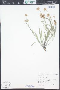 Erigeron eatonii image