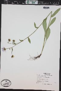 Erigeron eximius image