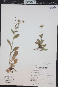 Erigeron eximius image