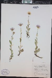 Erigeron eximius image