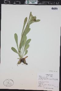 Erigeron eximius image