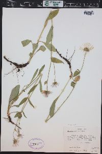 Erigeron eximius image