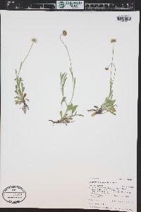 Erigeron flagellaris image