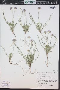 Erigeron flagellaris image