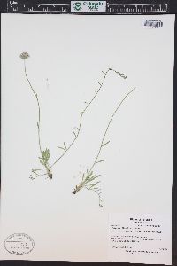 Erigeron flagellaris image