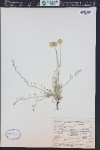 Erigeron flagellaris image